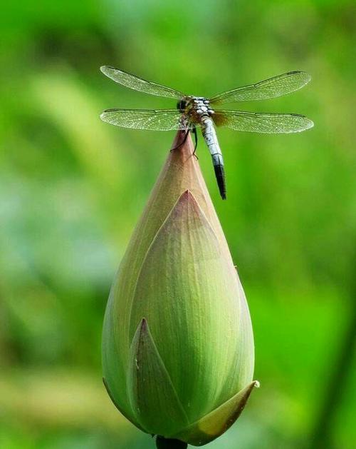 华侨大学关于启用“中国知网”大学生毕业设计（论文）管理系统的通知